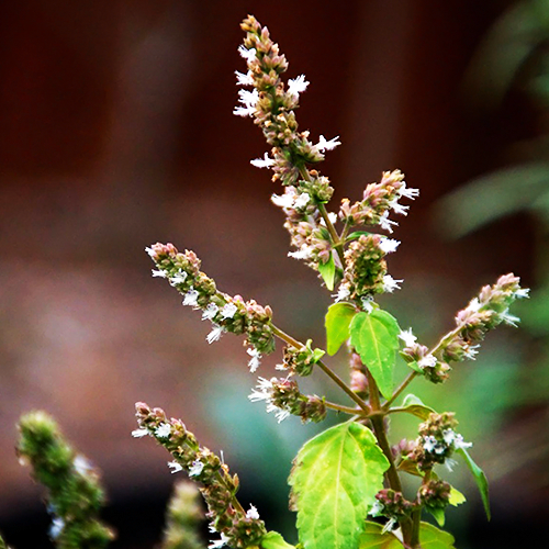 Patchouli (सुगंधरा)
