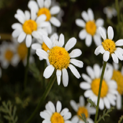 Pellitory (Akarkara)