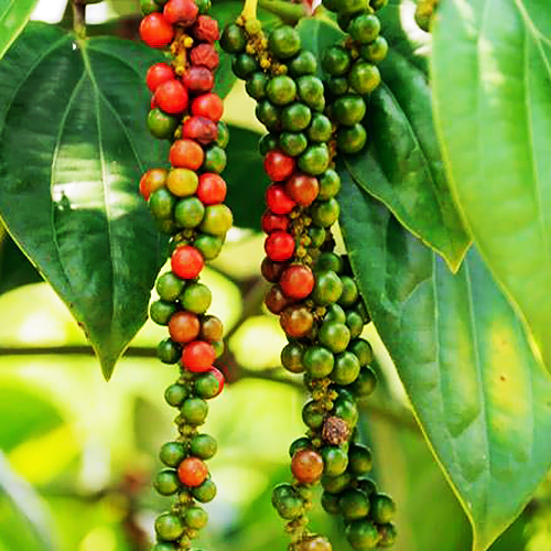 Pepper (काली मिर्च)
