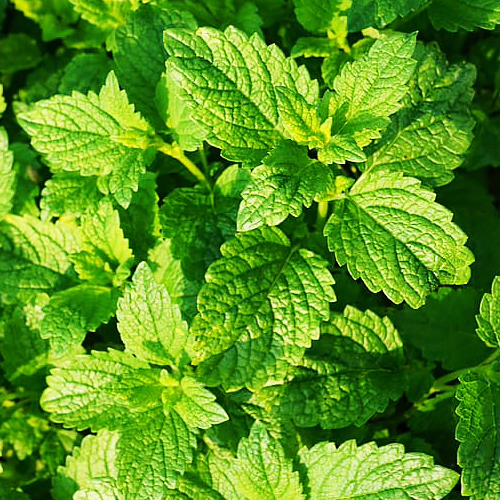 Peppermint (पुदीना)
