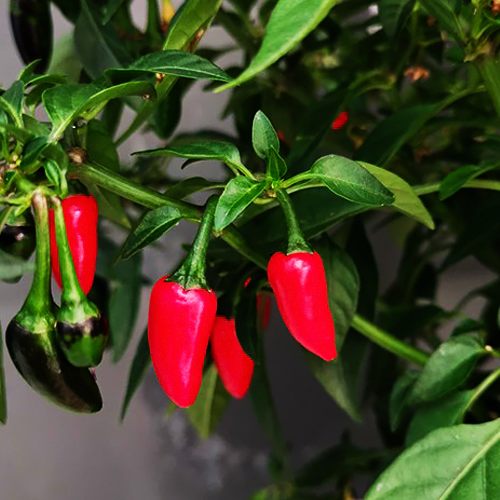 Perennial chilli (बारहमासी मिर्च)
