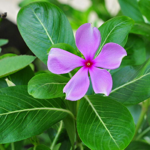 Periwinkle (Sada Bahar)