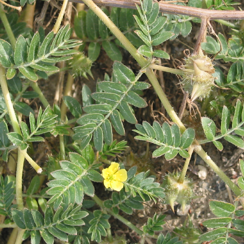 Puncture vine (Gokshura)(Chotagokhru)