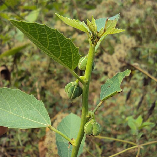 Red Physic Nut, Wild castor, Wild croton (Danti)