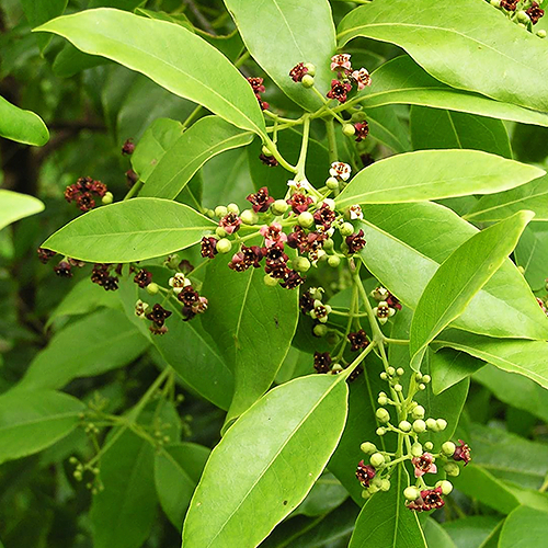 Sandalwood (चंदन)
