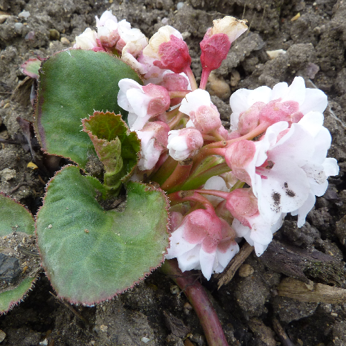 Saxifragaceae (Paashanbheda)