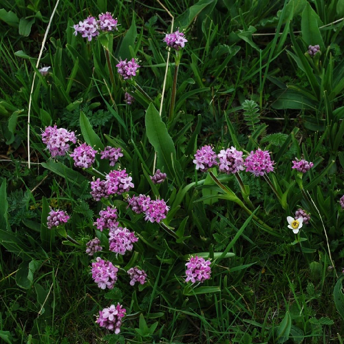 Spikenard (Jatamansi)