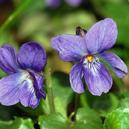 Sweet violet (banafsha)