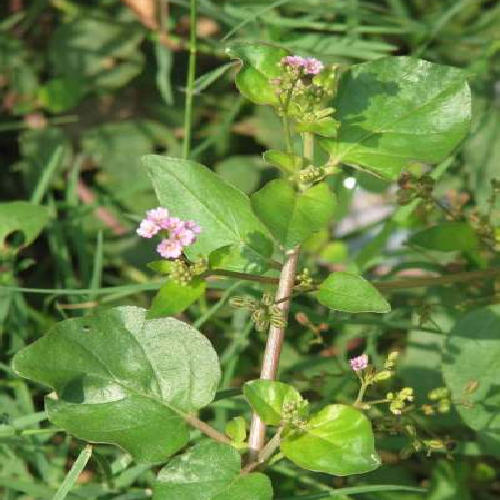 Thinthini sag, Purani, Puni-gochh