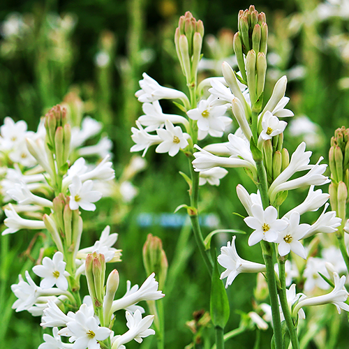 Tuberose (रजनीगंधा)
