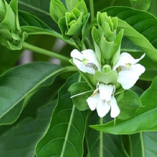 Vasaka (Malabar Nut)