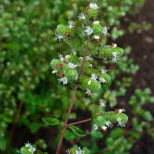 Wild marjoram