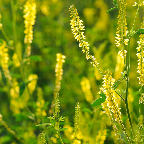Yellow sweet clover (Aspurk)