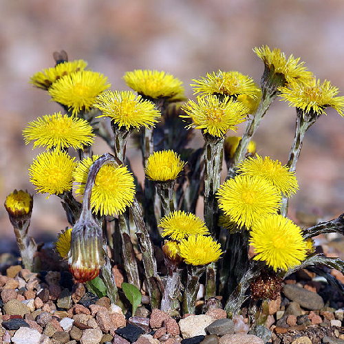 coltsfoot (Fanjiyun)