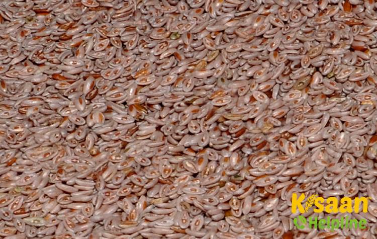 Gujarat Isabgol 1 (GI 1) गुजरात इसबगोल 1 (जीआई 1)