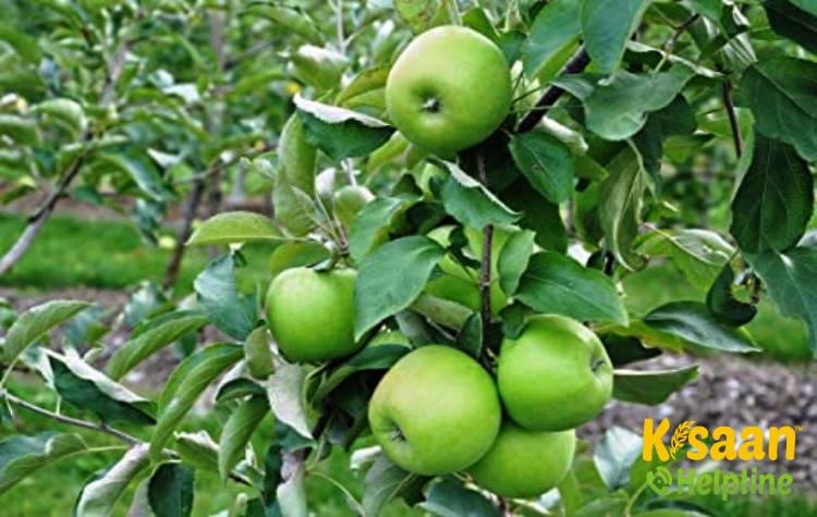 Sanaur 2 (सन्नौर 2)