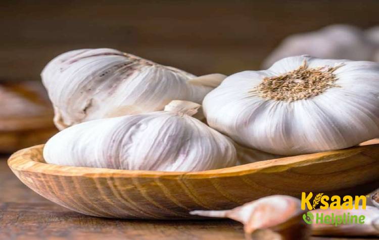 Phule Baswant (फुले बसवंत)