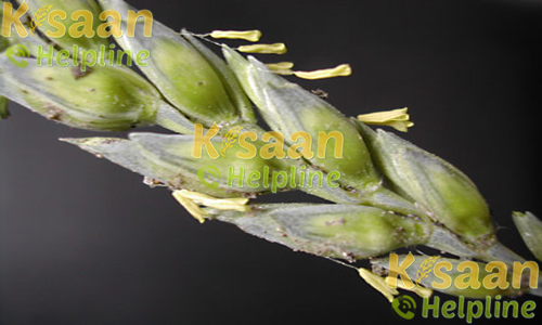 Wheat - जे.डब्ल्यू 1201 (J.W 1201)