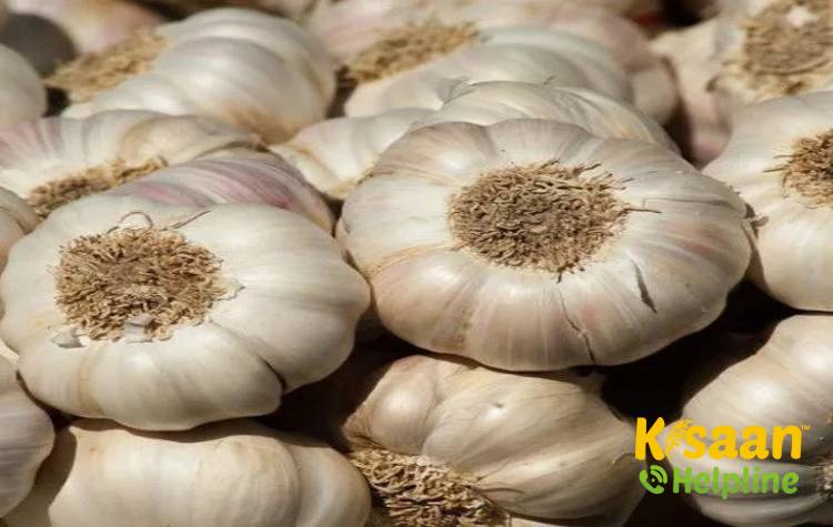 Yamuna Safed (G -1) (यमुना सफ़ेद (जी-1))