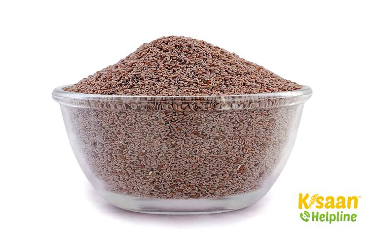 Gujarat Isabgol 3 (GI 3) गुजरात ईसबगोल 3 (जीआई 3)