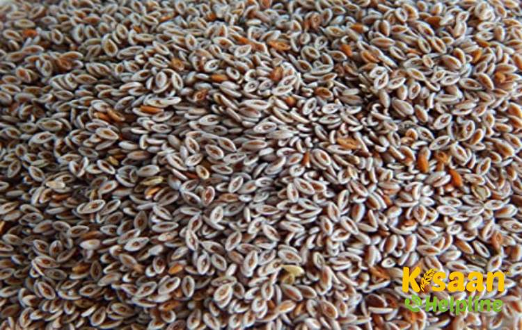 Jawahar Isabgol 4 (MIB 4) जवाहर इसबगोल 4 (MIB 4)