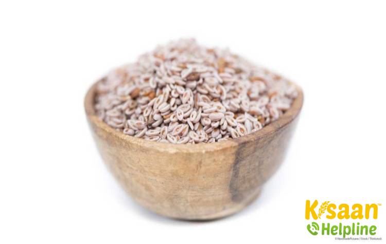 Haryana Isabgol 5 (हरियाणा ईसबगोल 5)