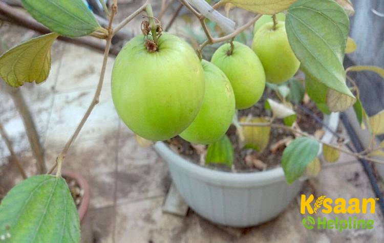 Neelam (नीलम)