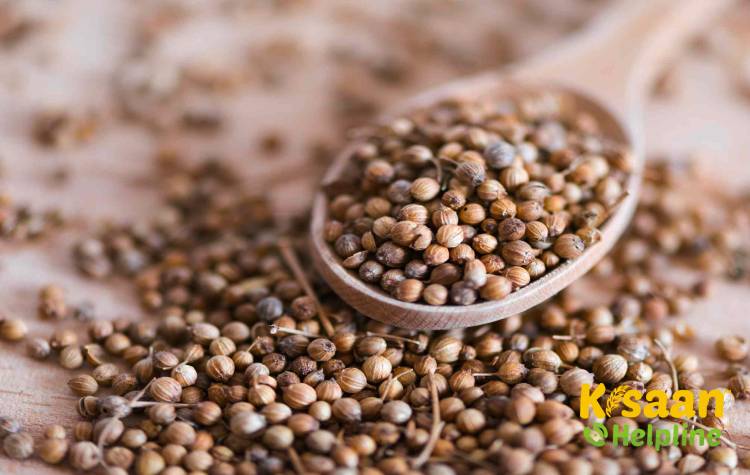 Gujarat Coriander - 2 (गुजरात धनिया - 2)