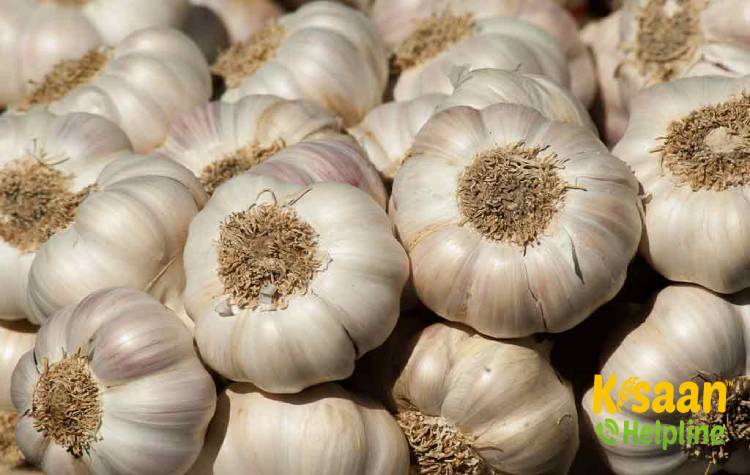 VL Lahsun 2 (लंबे दिन प्रकार: वीएल लहसून 2)