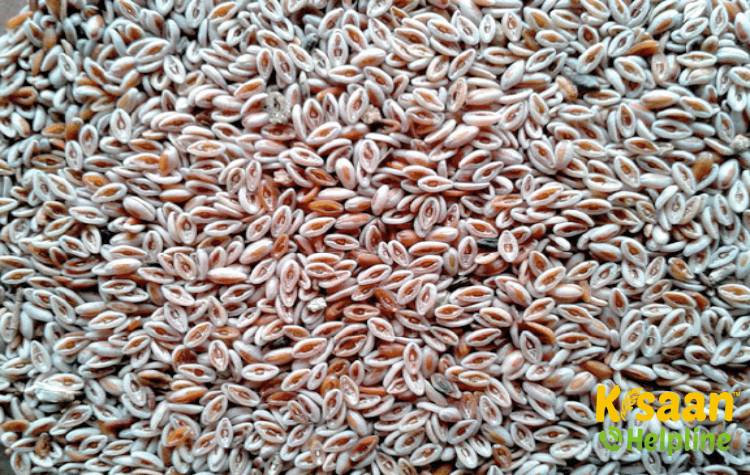 Niharika (निहारिका)