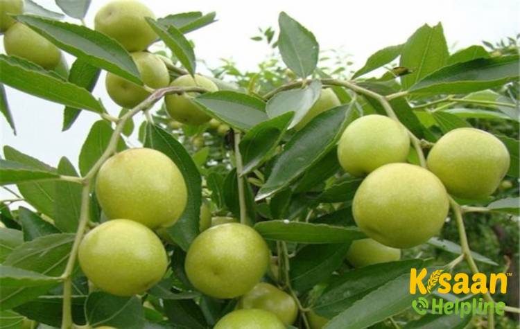 Thar Bhubaraj (थार भुबराज)