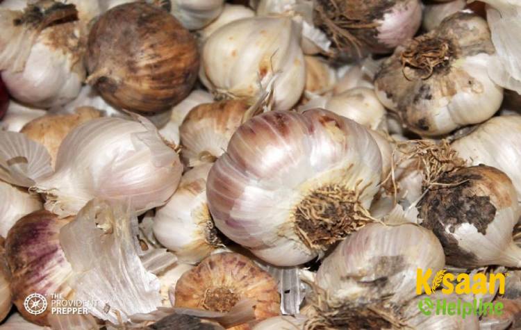 Agrifound Parvati (एग्रीफाउंड पार्वती)