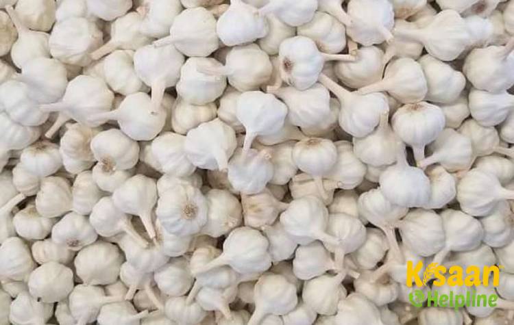 Godavari (गोदावरी)