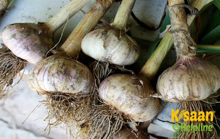 Shweta (श्वेता)