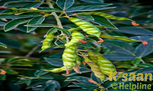 उपास-120 (1976)