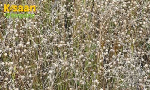 Nagarkot (KL31) (नगरकोट (KL31))