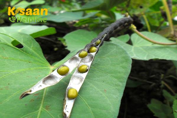 VBN -2 (वीबीएन -2)