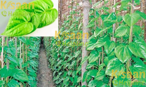 Betel Leaf (पान)