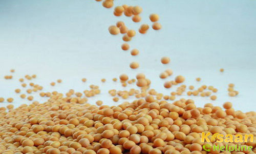 JS – 335 Soybean (सोयाबीन)