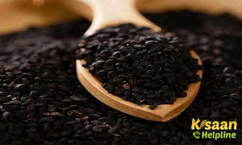 Nigella Seeds (कलौंजी)