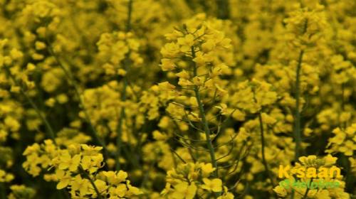 Toria Parbati (तोरिया पारबती)