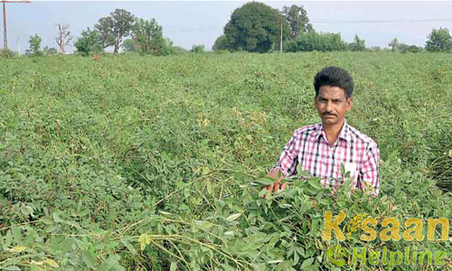 आई.सी.पी.एल.-87 (प्रगति,1986)