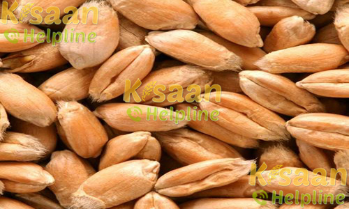 Wheat - जी.डब्ल्यू 322 (G>W 322)