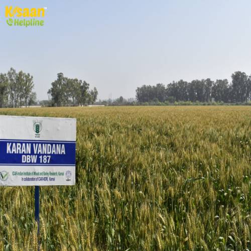 डीबीडबल्यू 187 करण वंदना