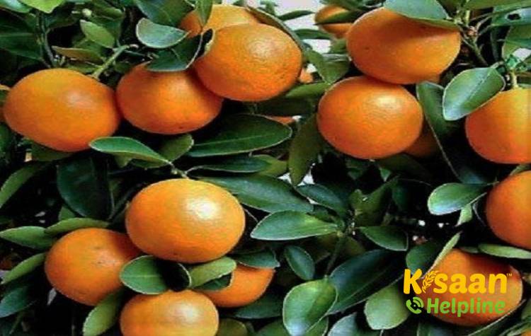 Gulbahar (गुलबहार)