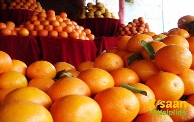 Kinnow Mandarin (किन्नू मंदारिन)