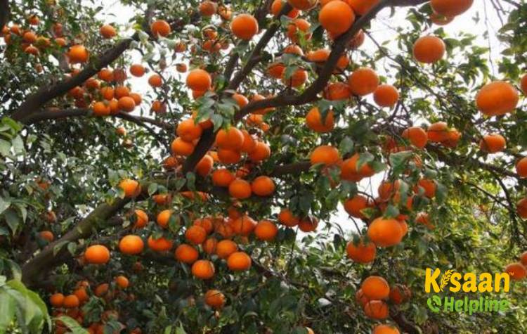 Nagpur Mandarin (नागपुर मंदारिन)