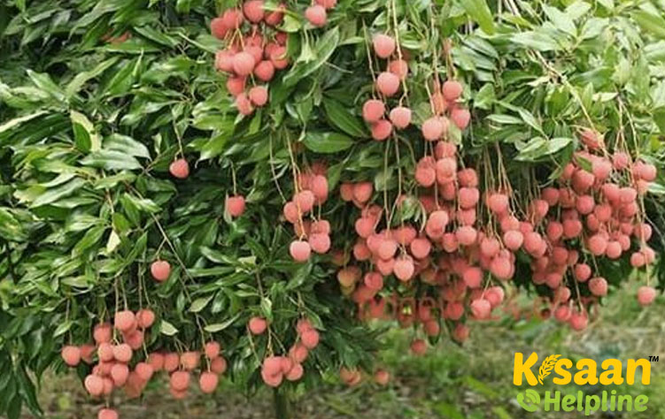 Green (ग्रीन)