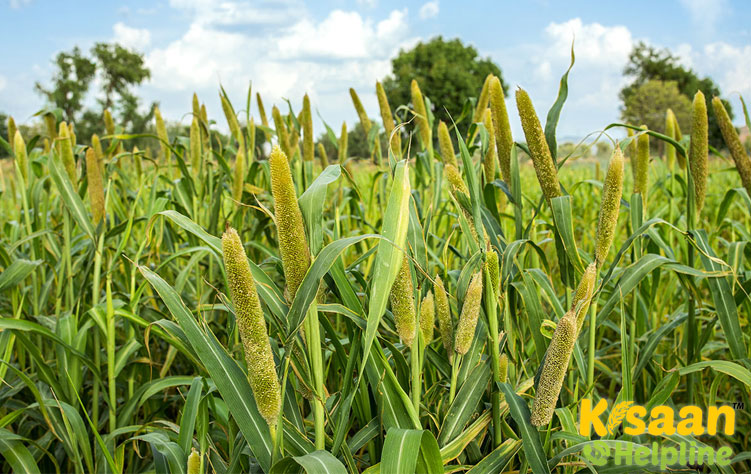 TNAU काम्बु हाइब्रिड Co 9