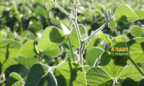 NRC 7 Soyabean (एन आर सी  7 )